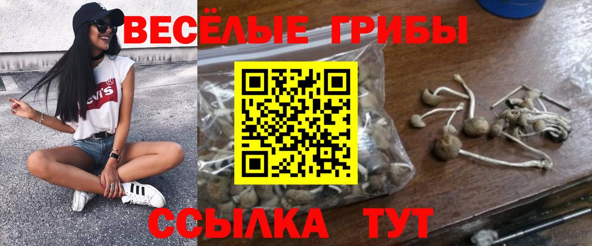 Нижнекамск  Галлюциногенные грибы Psilocybine cubensis  Вход с VPN 